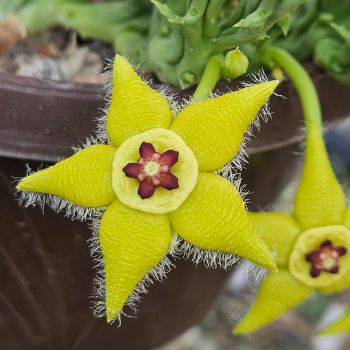 Orbea semota var. lutea